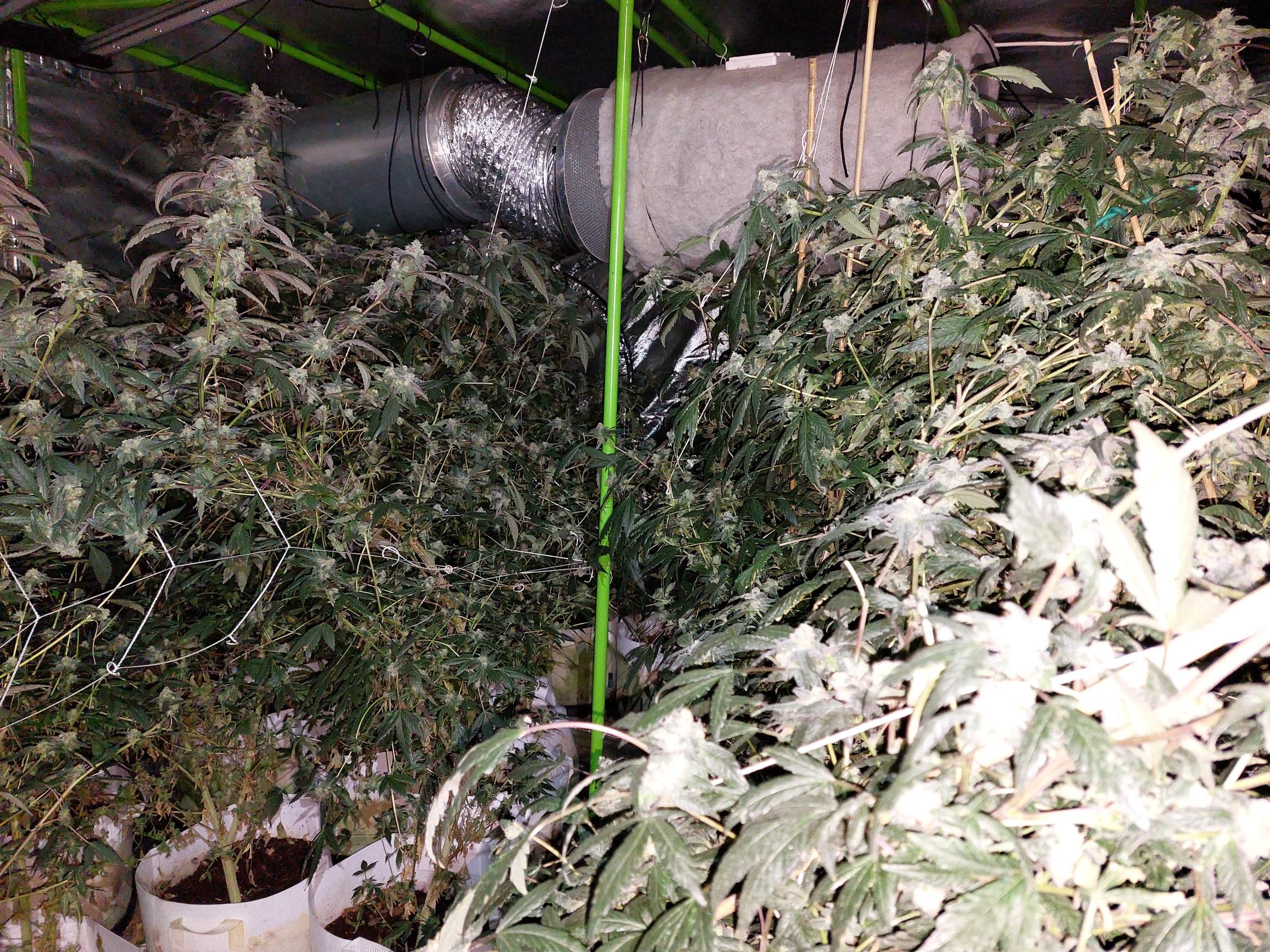 cannabis factory