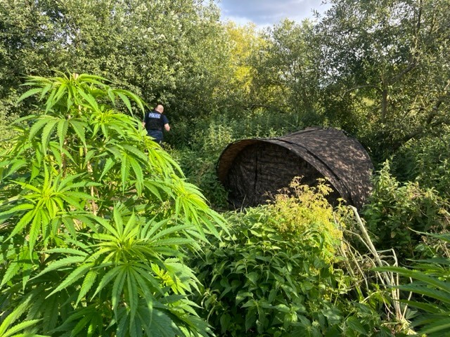 Image of cannabis farm