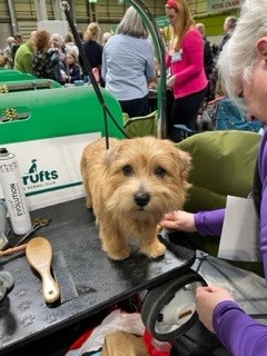 Hugo at Crufts on the grooming table