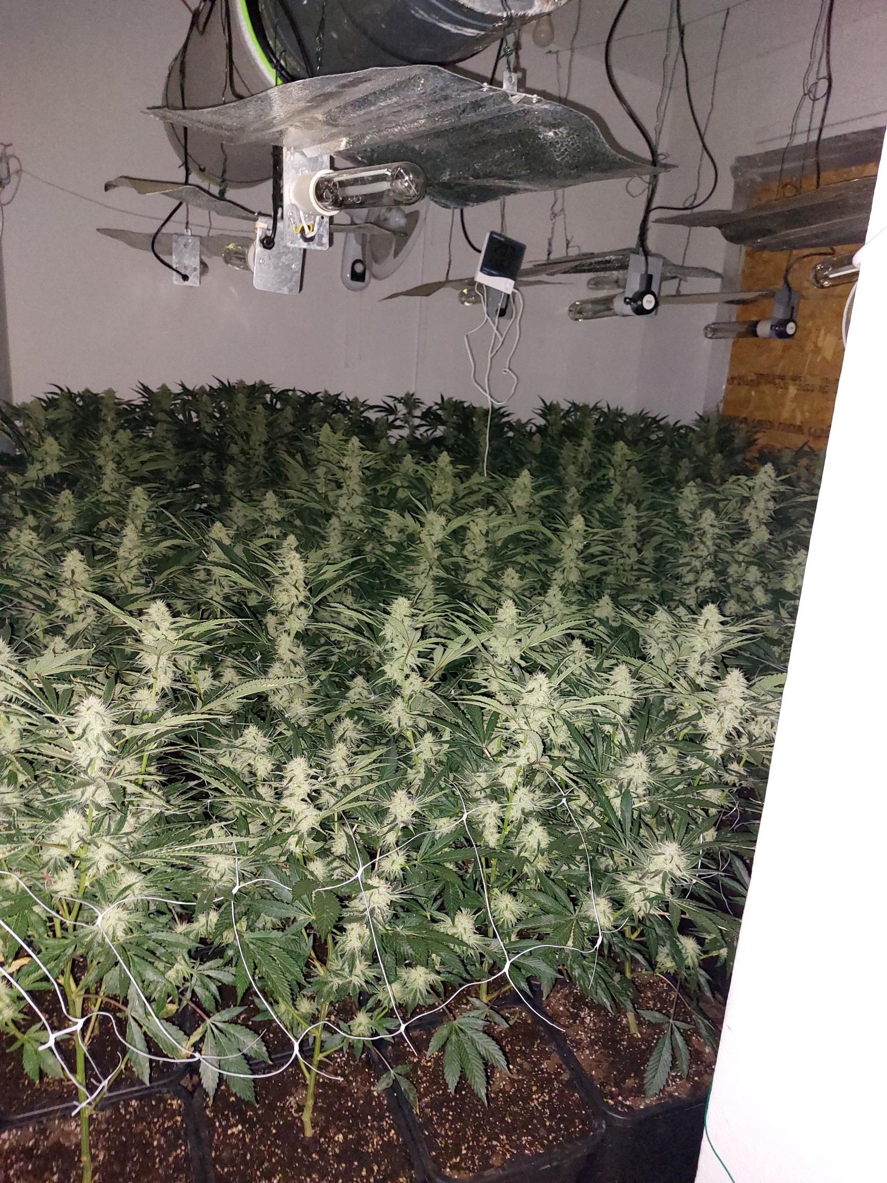 cannabis factory 
