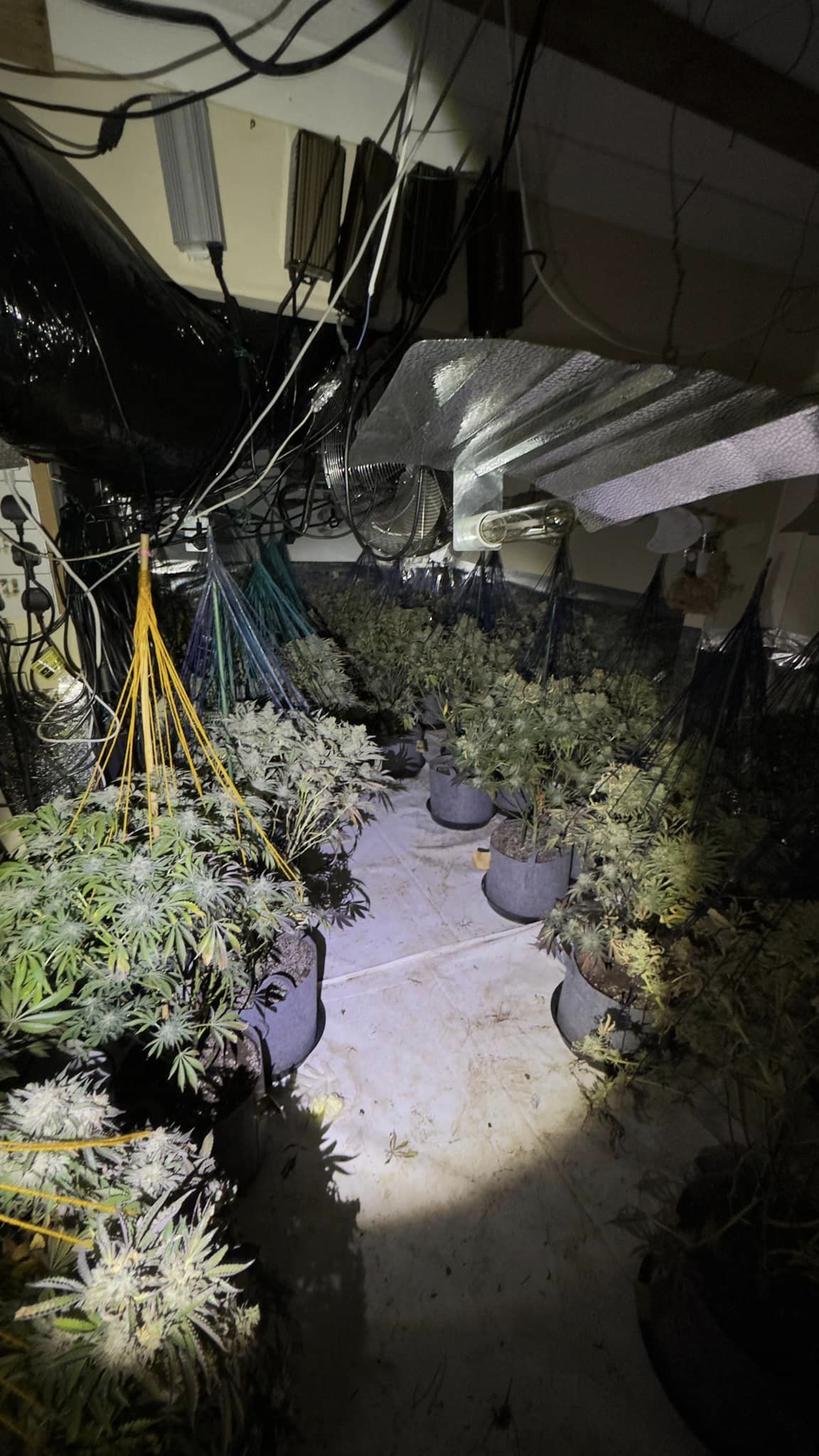 Cannabis plants in a darkened room with hoses hanging down for watering