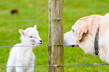 Dog and lamb