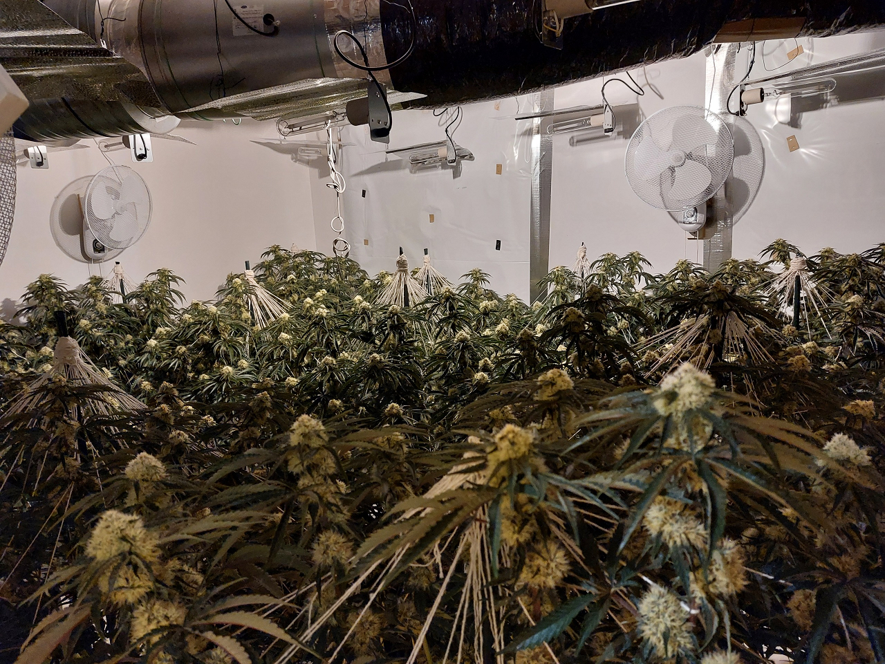 Cannabis factory 